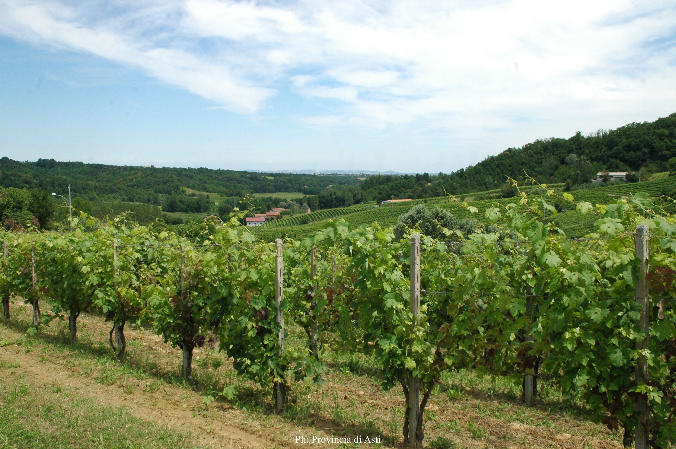 Paesaggio di Maranzana (3)